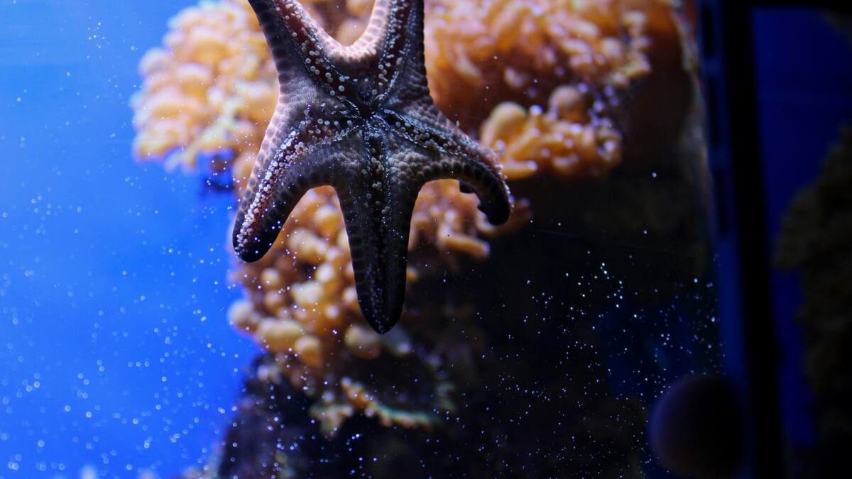 Las actrices del océano: el increíble truco de las estrellas de mar para escapar de los depredadores