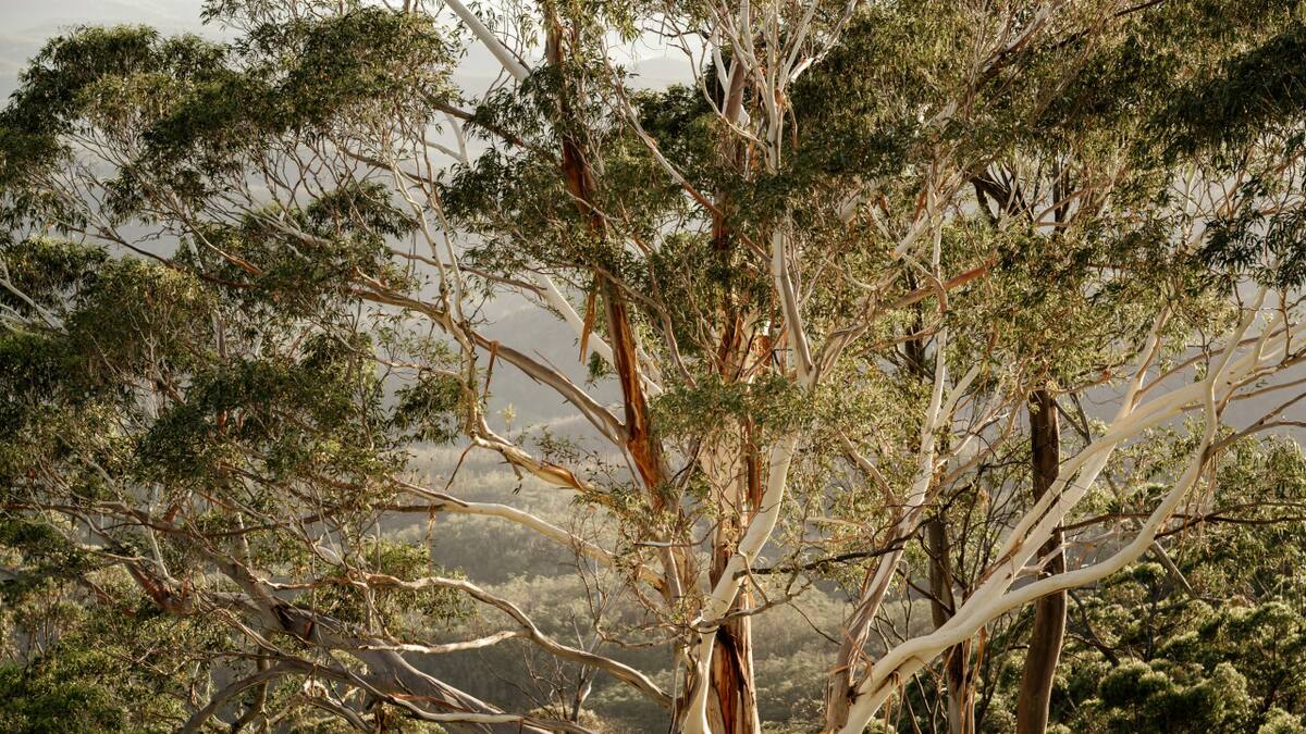 Un árbol creció a partir de una semilla que data de hace casi 1.000 años. Foto: Unsplash.