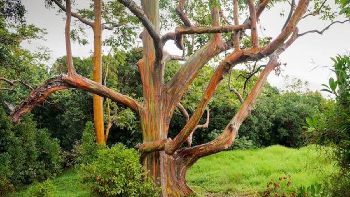Eucalipto arcoíris: cómo cultivar el árbol de colores y qué cuidados necesita