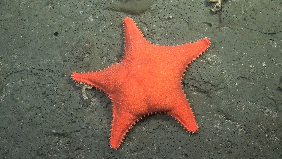 Expedición del Conicet al fondo del Mar Argentino