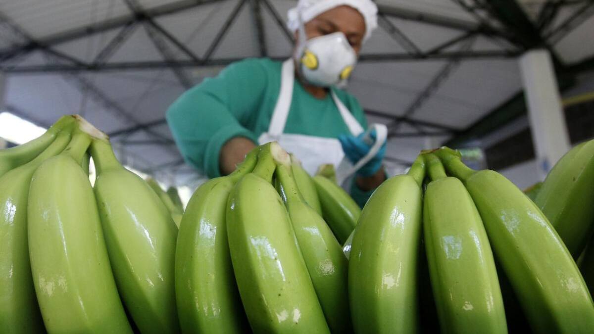 Exportación de bananas en Ecuador. Foto: EFE