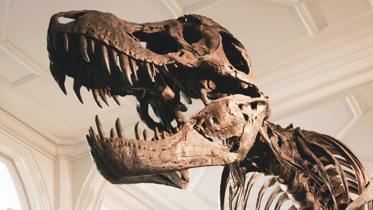 Extinción de los dinosaurios. Foto: Unsplash