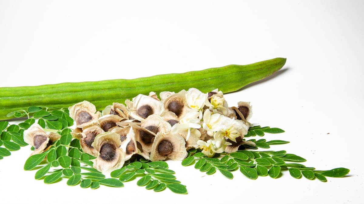 Extracto del árbol moringa. Foto: Unsplash.