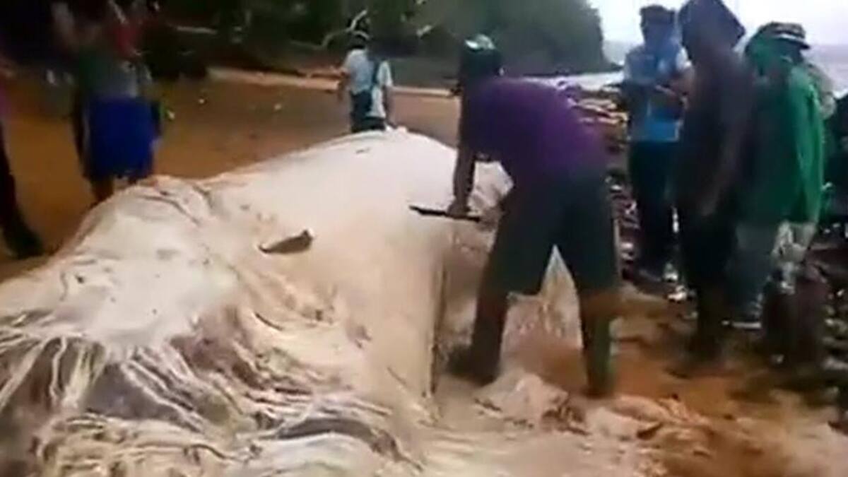 Extraña criatura marina en Filipinas (Reuters)