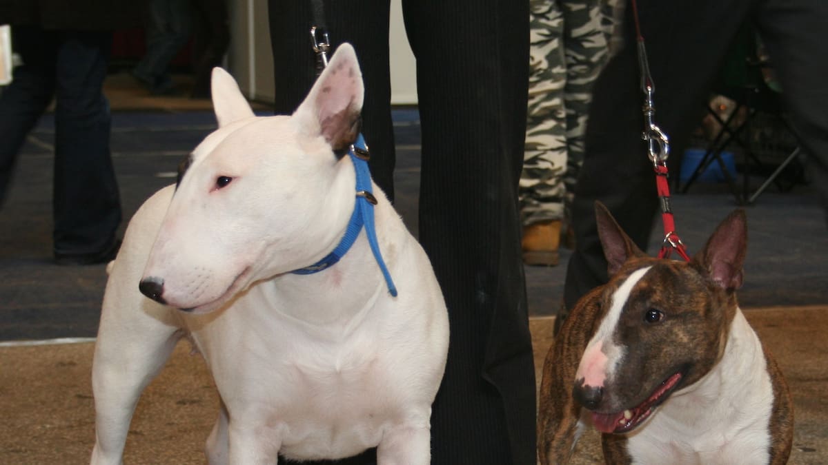 Paseaba a su perro en un country, fue atacado por dos Bull Terrier y ahora deberán indemnizarlo