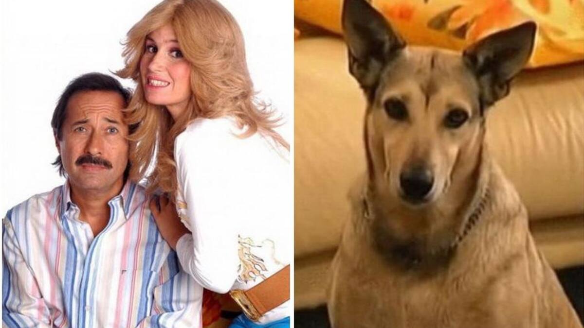 Fatiga, perro de Casados con hijos