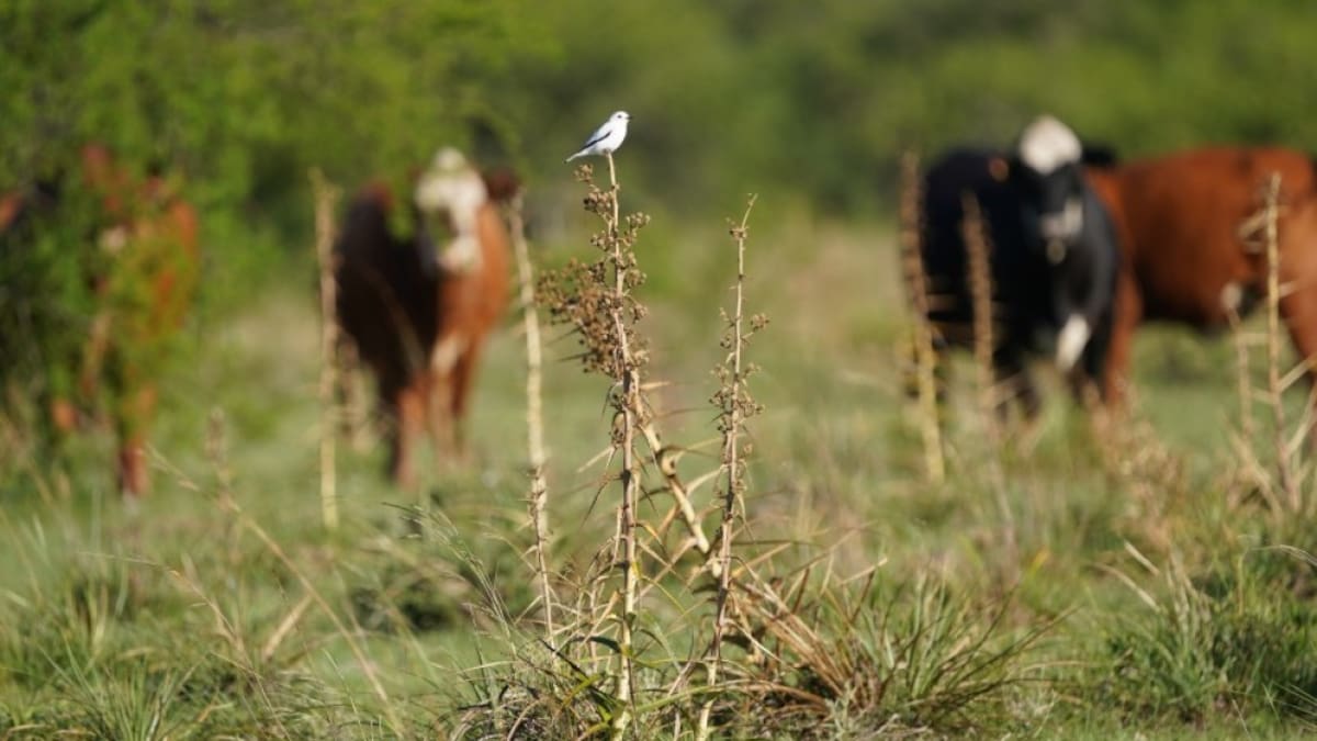 Ni bosques ni humedales: el ecosistema que ocupa la mitad de Argentina y resulta clave para combatir el cambio climático