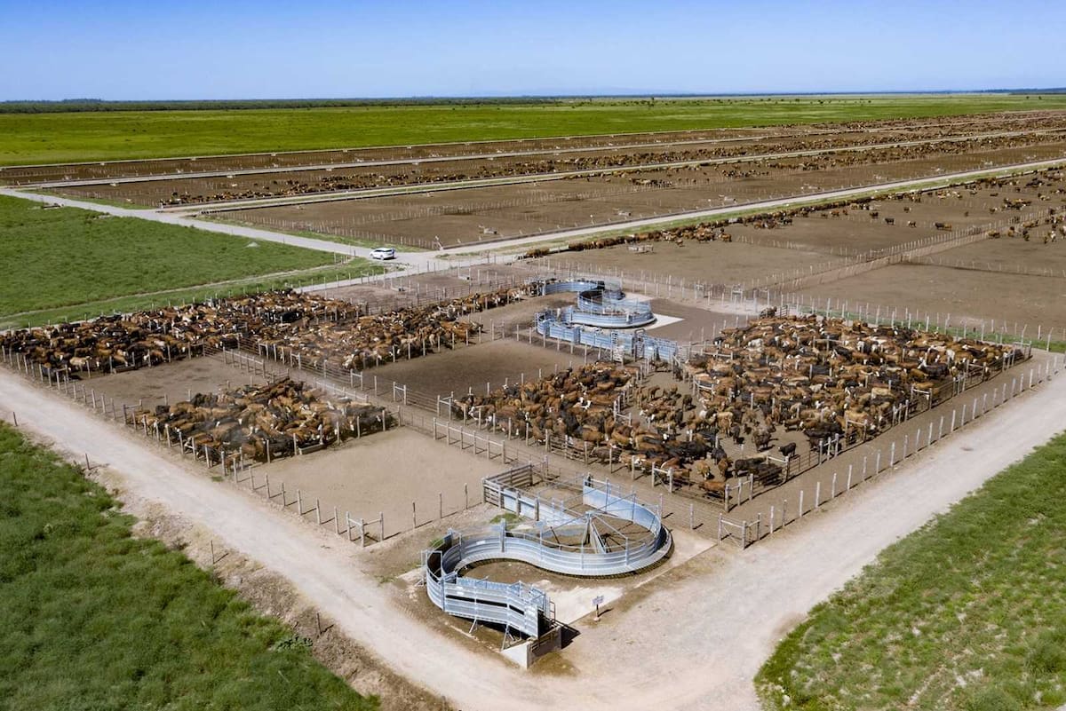 Feedlots argentinos