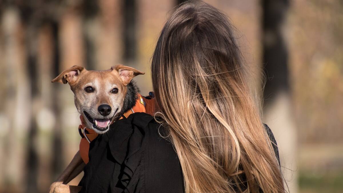 Con una combinación de actividad física, juguetes apropiados y socialización, cada perro puede llevar una vida plena. Foto: Pexels.