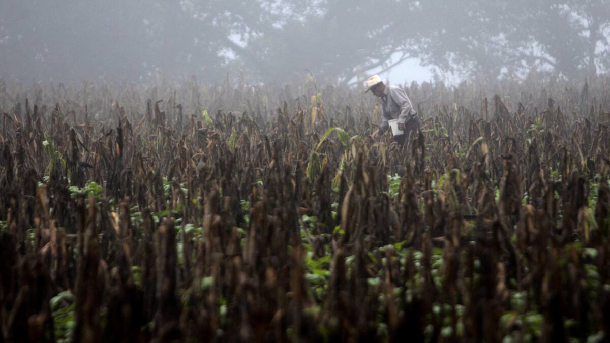 Fenómeno El Niño. Foto: EFE