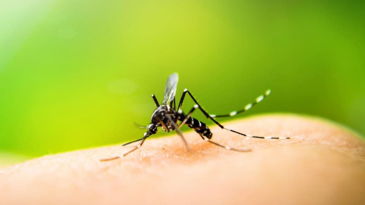 Fiebre Amarilla, mosquito, enfermedad