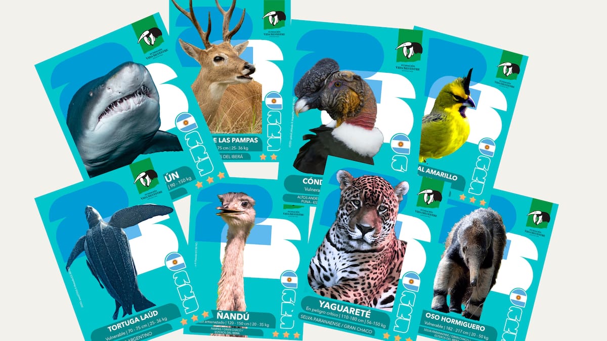 La otra Selección Argentina del Mundial 2026: cómo conseguir las figuritas de especies nativas que lanzó una ONG