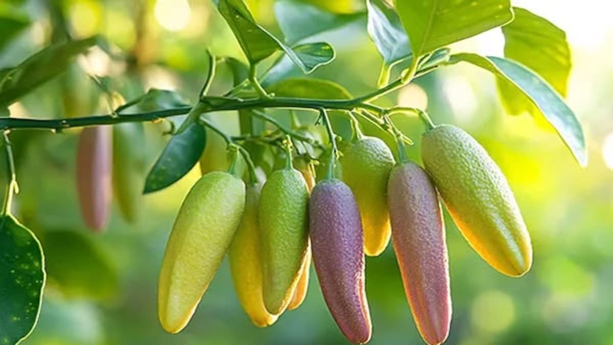 Lo recomiendan los jardineros: el árbol que produce “caviar cítrico”, crece en maceta y se puede adaptar a espacios pequeños