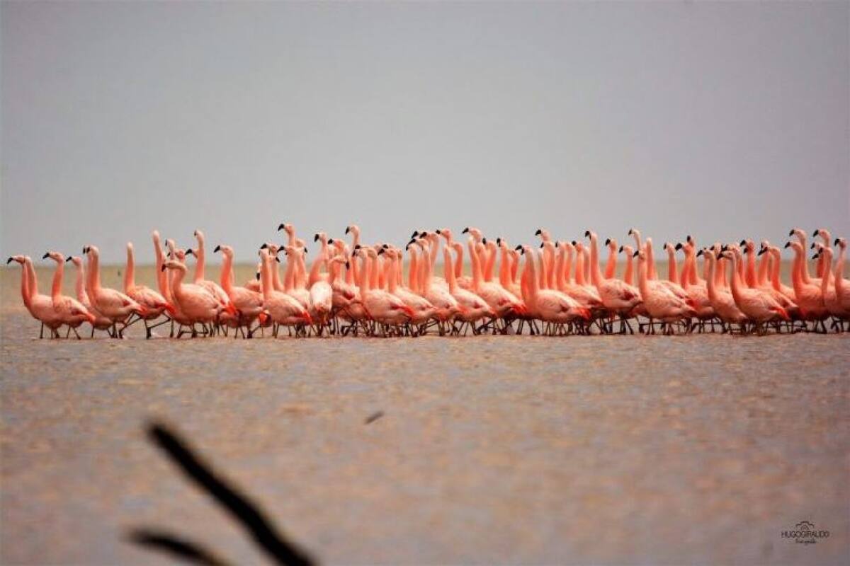 Flamencos, laguna Mar Chiquita, Córdoba. Foto X.