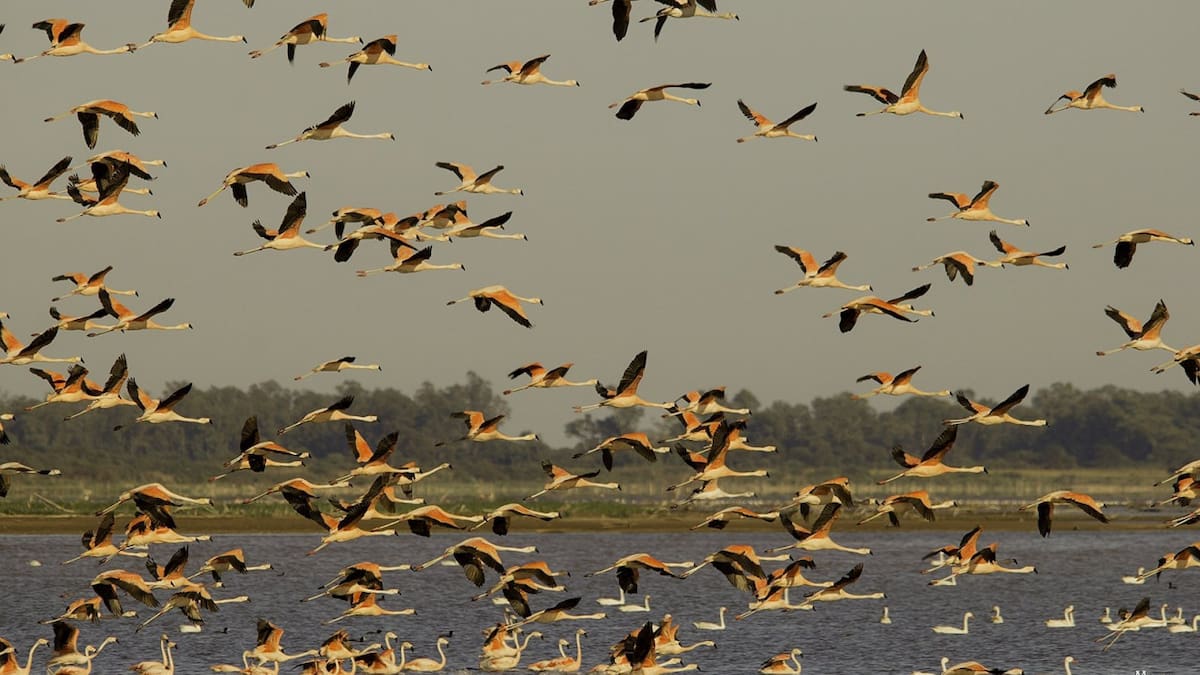 Flamencos, laguna Mar Chiquita, Córdoba. Foto X.