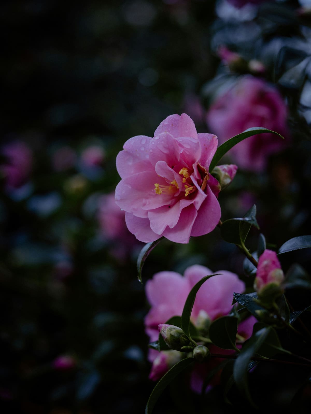 Flor Camelia. Foto Unsplash