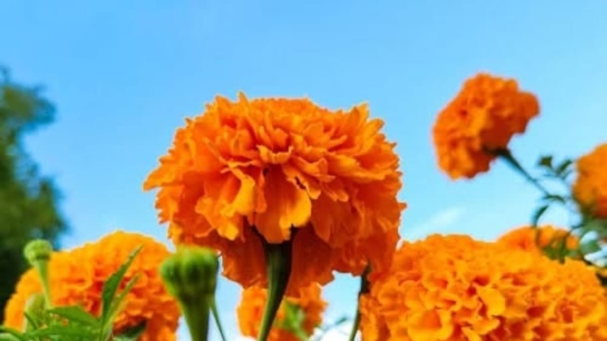 Con sus colores vibrantes y su aroma intenso, el cempasúchil puede cultivarse en jardines, patios y macetas.