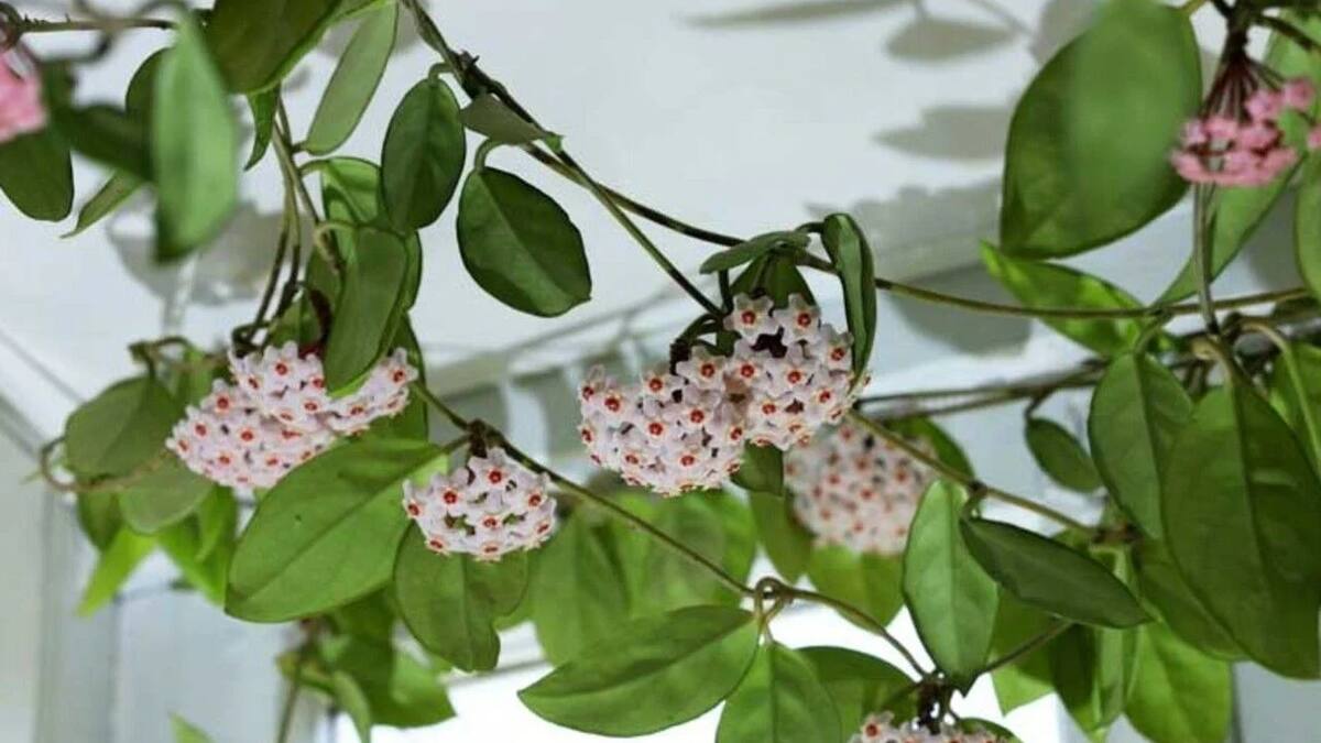 Chau a la lengua de suegra: la planta trepadora con flores que se puede tener en maceta y decora los ambientes