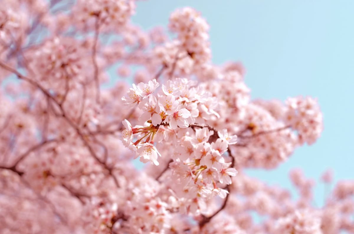 Flor de cerezo. Foto Unsplash
