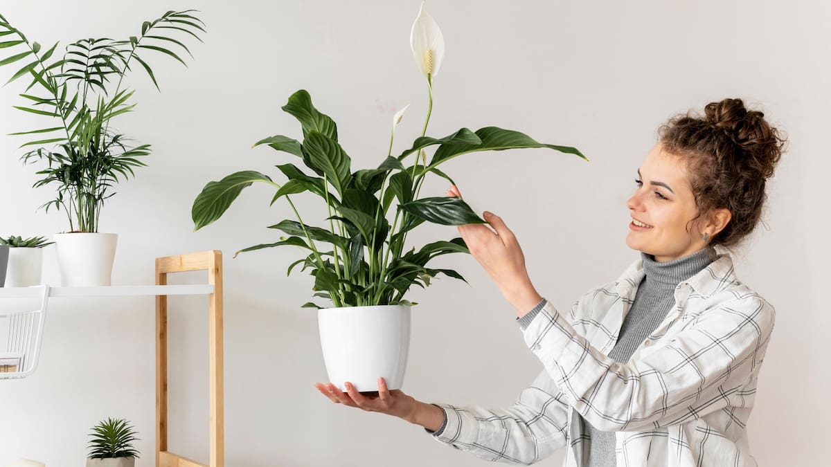 Ni potus ni suculentas: la planta que purifica el aire, da flores todo el año y es tendencia en 2026