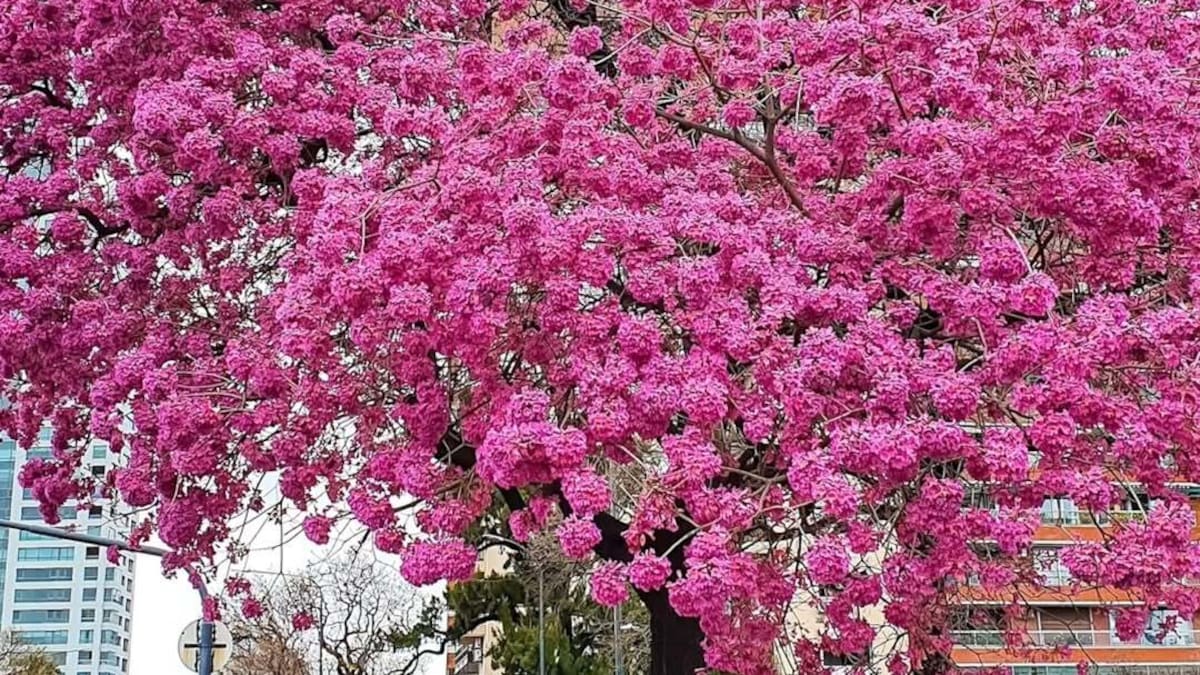 Florecen los lapachos en CABA.