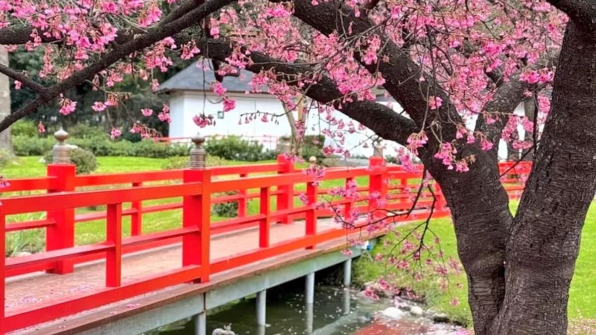 Florecen los sakuras en el Jardín Japonés.