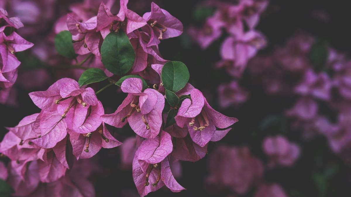 Flores de la planta Santa Rita. Foto: Pexels.