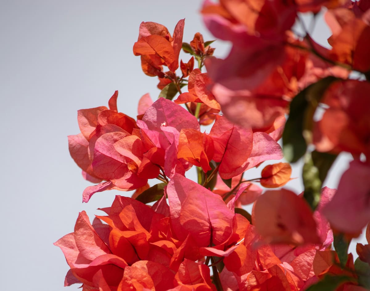 Flores de la planta Santa Rita. Foto: Unsplash.