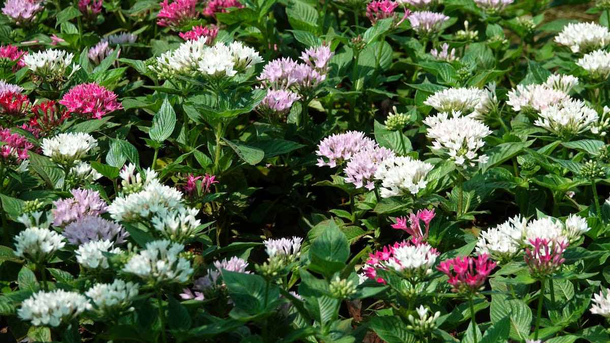 Jardín repleto de plantas.