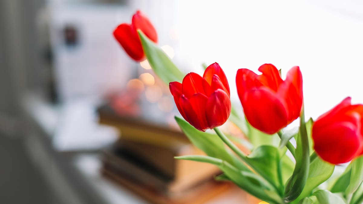 Flores ideales para interiores: guía útil para darle vida a tu casa en pocos minutos