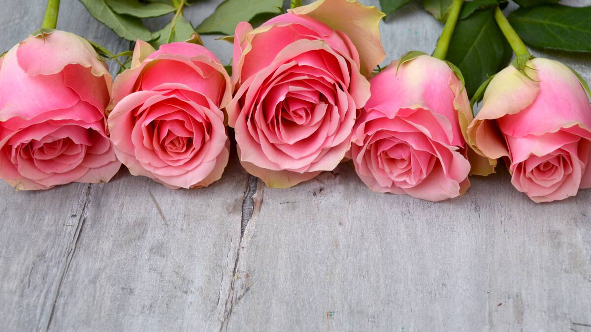Un jardín lleno de rosas: cada cuánto hay que regarlas las flores en primavera y verano, según los expertos