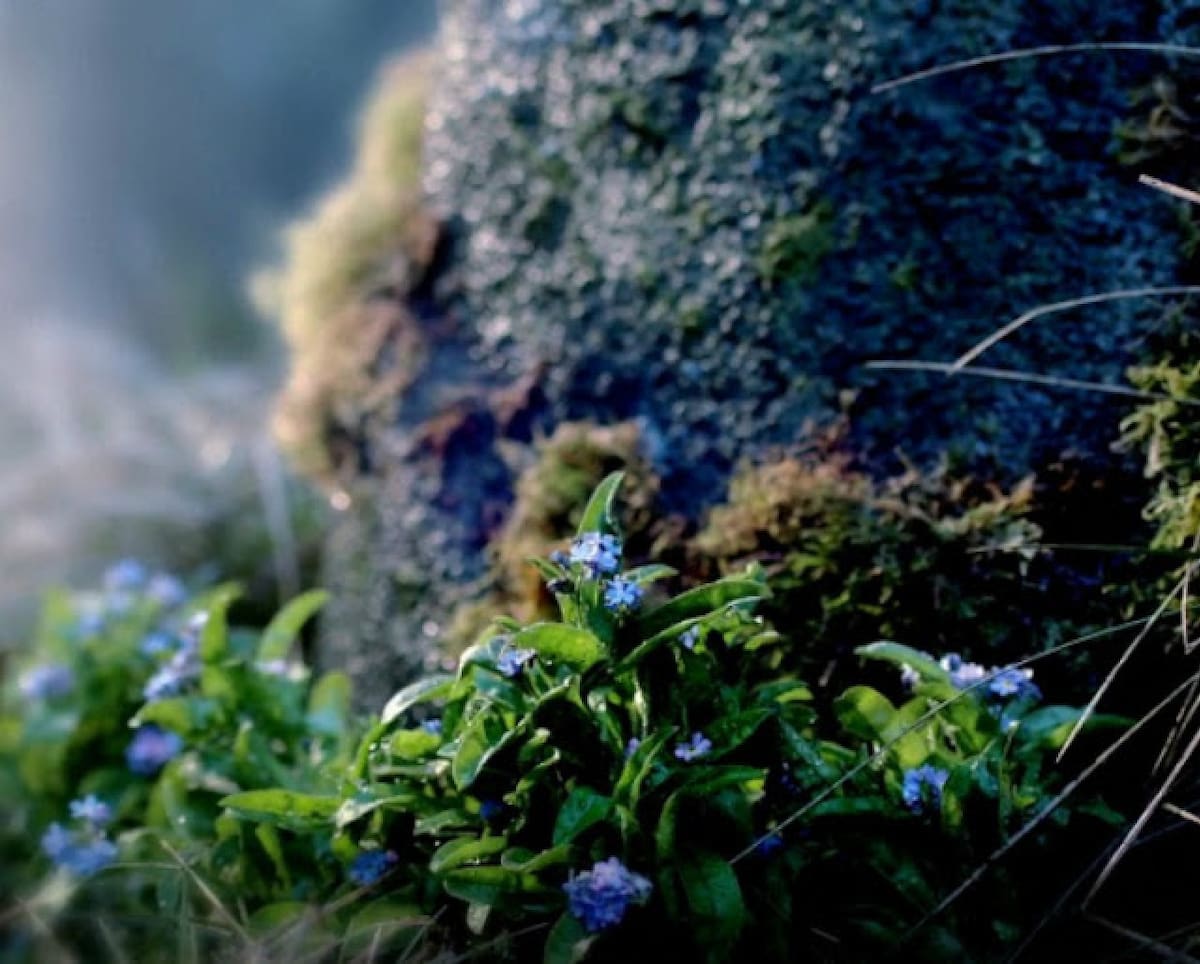 Flores nomeolvides.