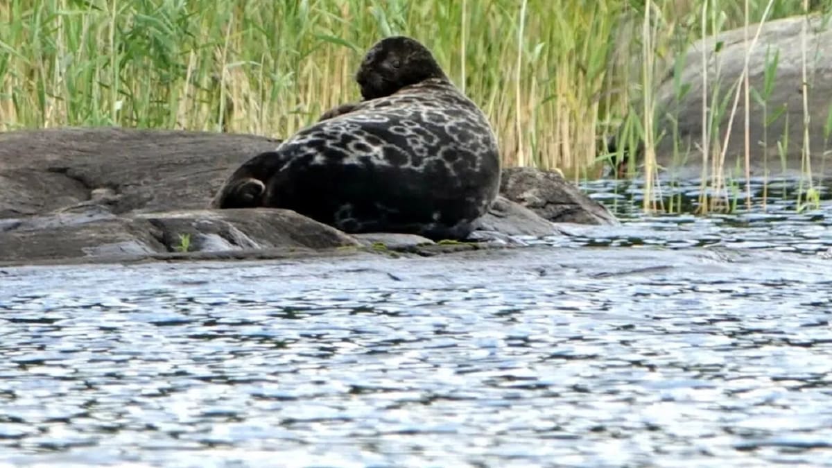 Foca, animal marino. Foto: Noticias Ambientales