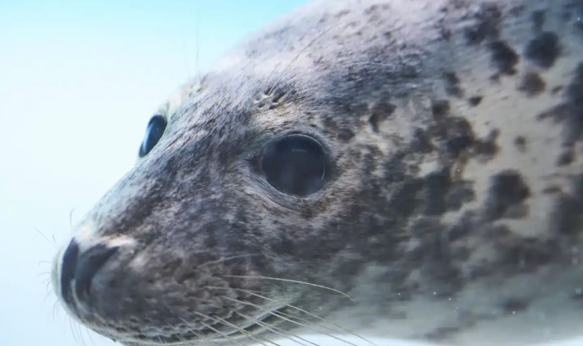 Foca, animal marino. Foto: Noticias Ambientales
