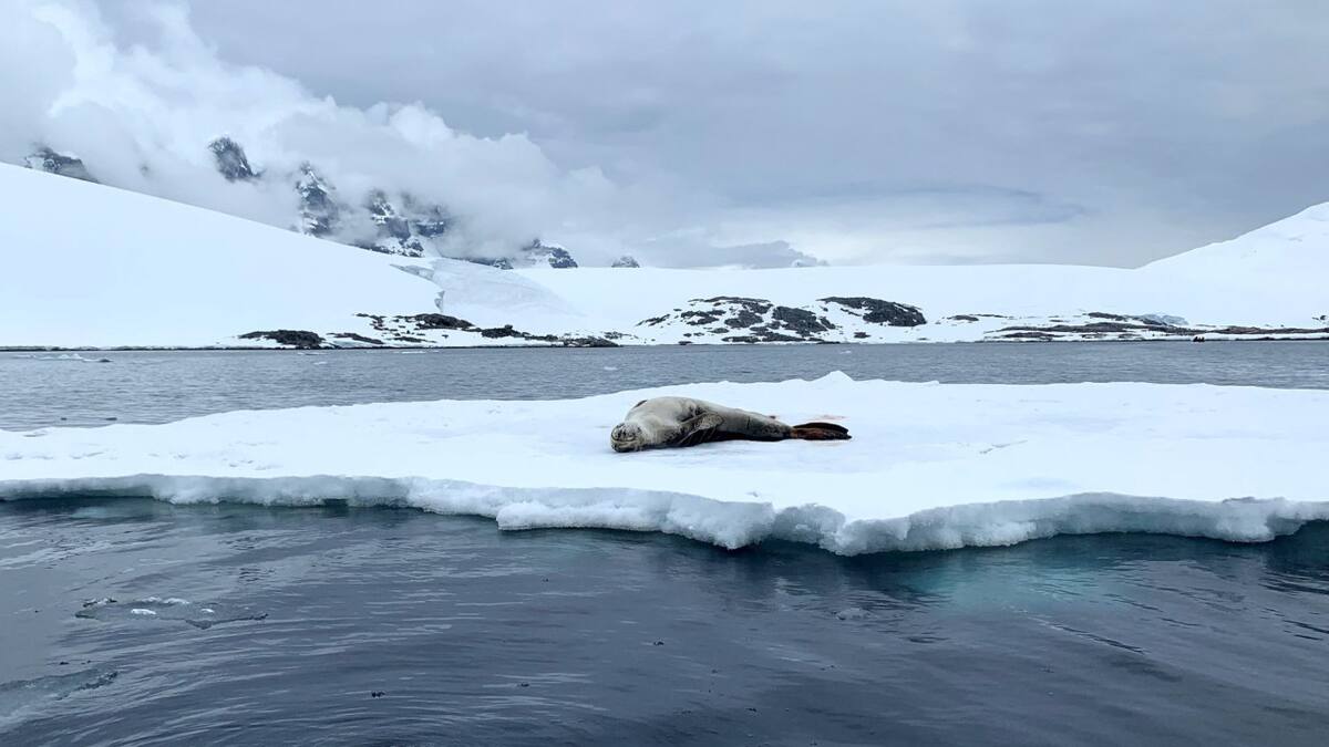 Alarma en la Antártida: una “foto perdida” de hace más de 50 años revela secretos inéditos sobre las plataformas de hielo