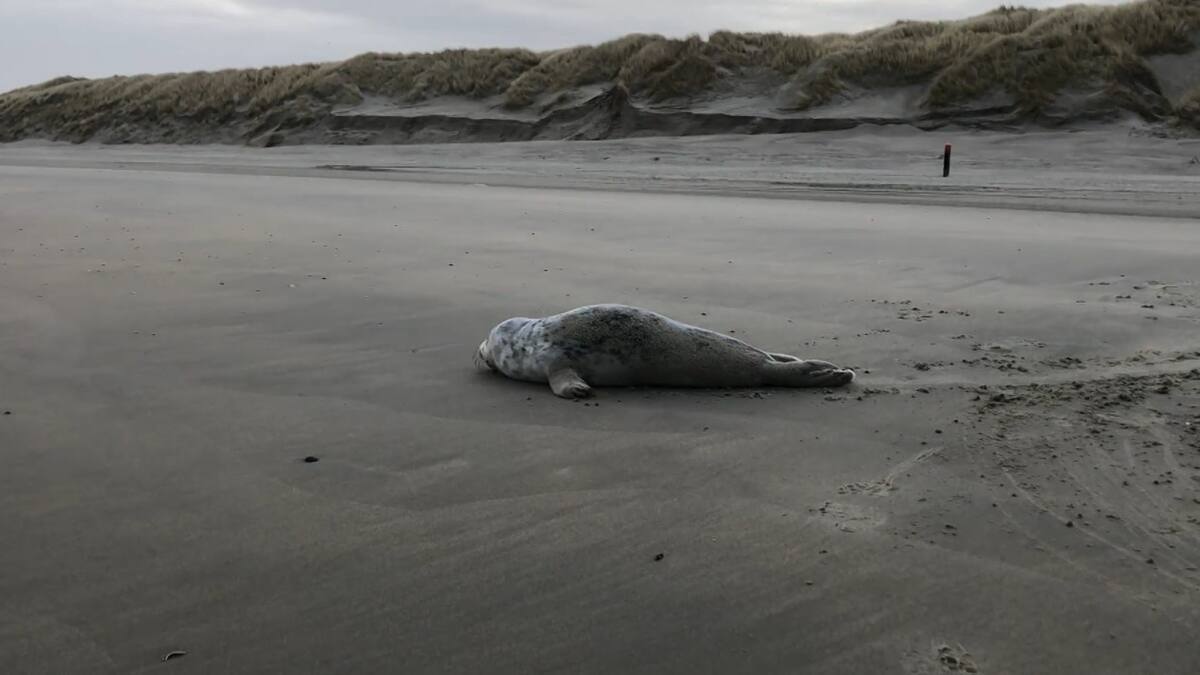 Foca fue rescatada de una red de pesca. Foto: captura video Viory/Natuurcentrum Ameland / Johan Krol