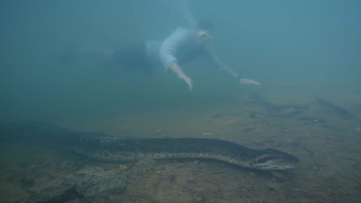 Freek Vonk descubrió la serpiente más grande del mundo. Foto: Instagram @freekvonk