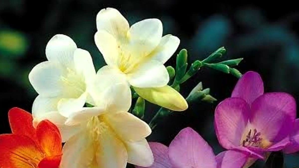 Fresias en primavera: la guía completa de cuidados para que florezcan y perfumen tu casa antes del 21 de septiembre