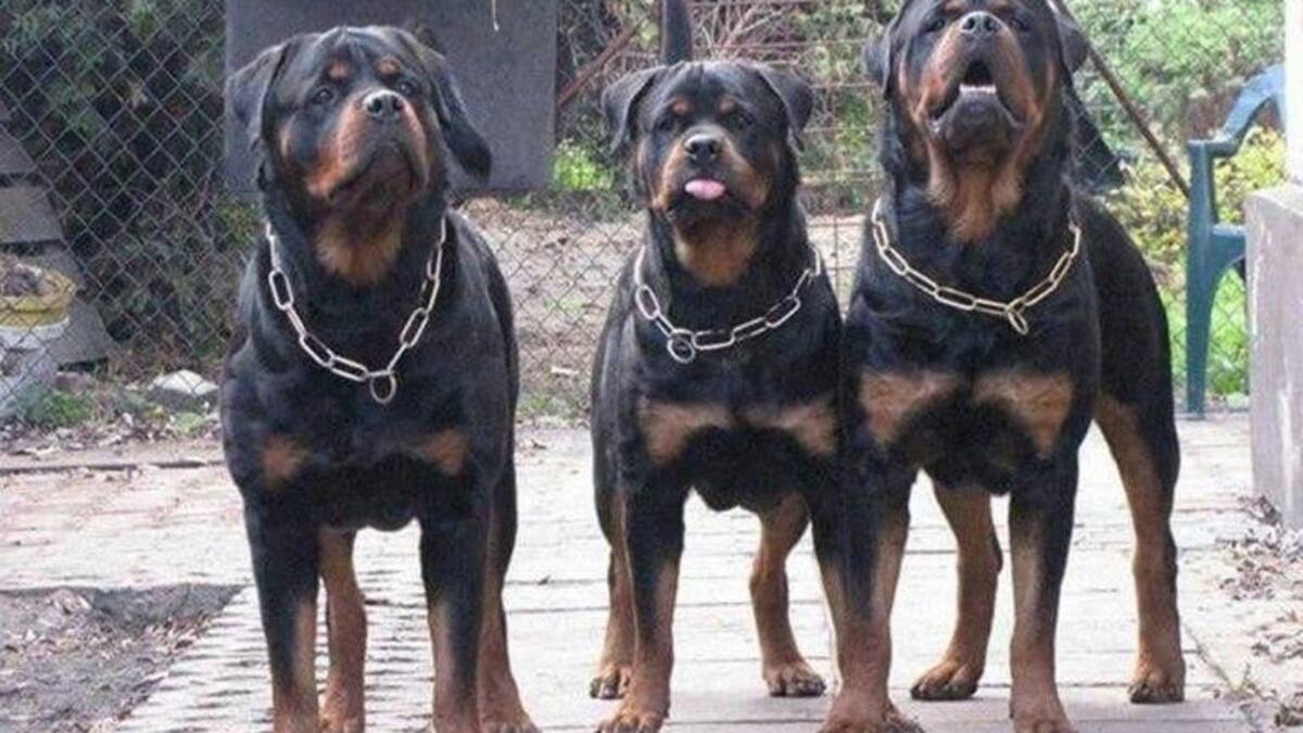 Fue atacado por tres rottweilers. Foto: NA.