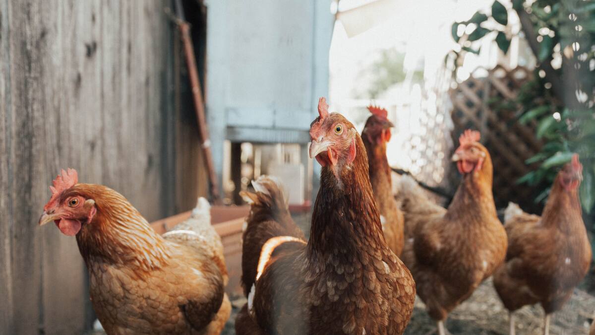 Gallinas. Foto: Unsplash