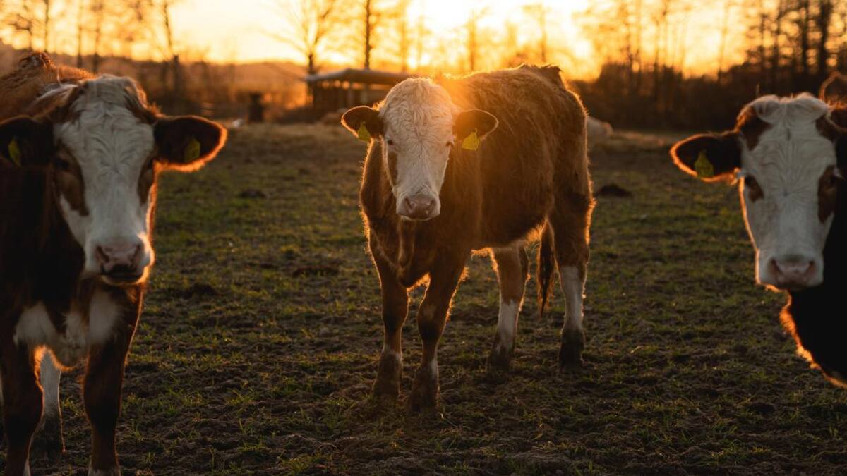 Ganadería. Foto: unsplash