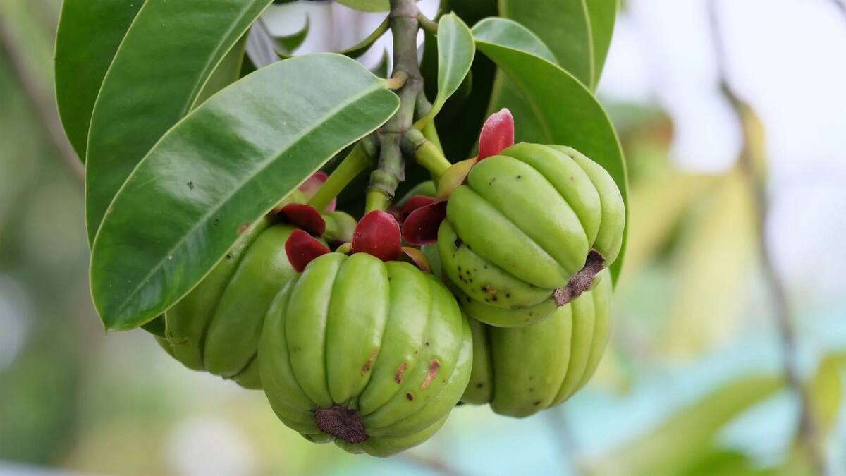 Garcinia Cambogia. Foto: Gentileza Vitagenesis.