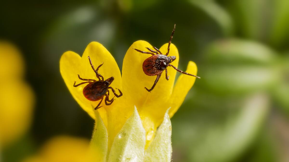 Garrapatas.