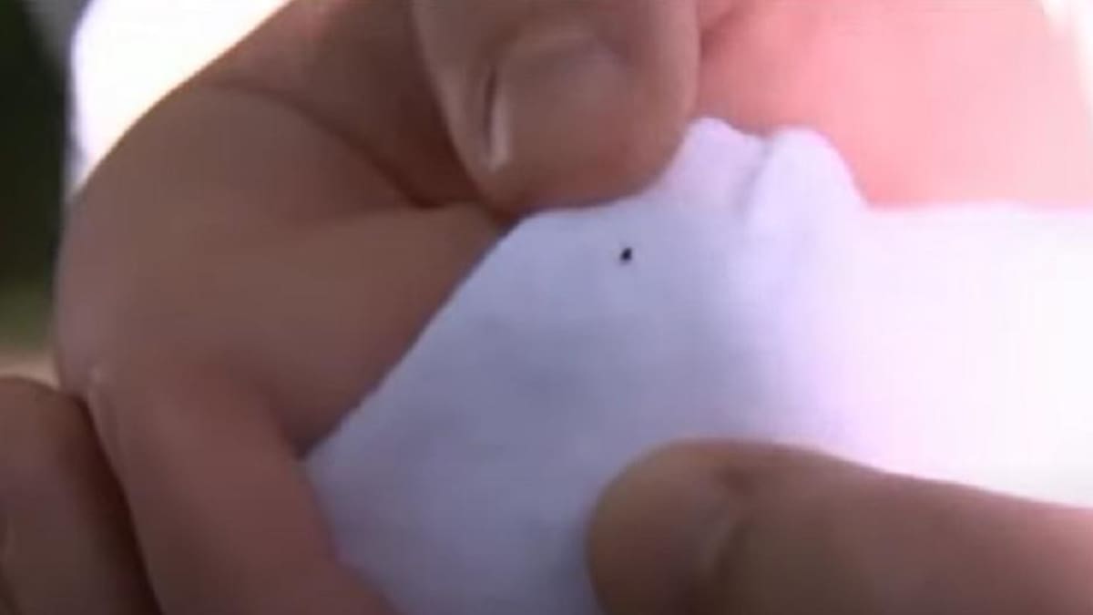 Garrapatas en Canadá. Foto: captura Canal 26.