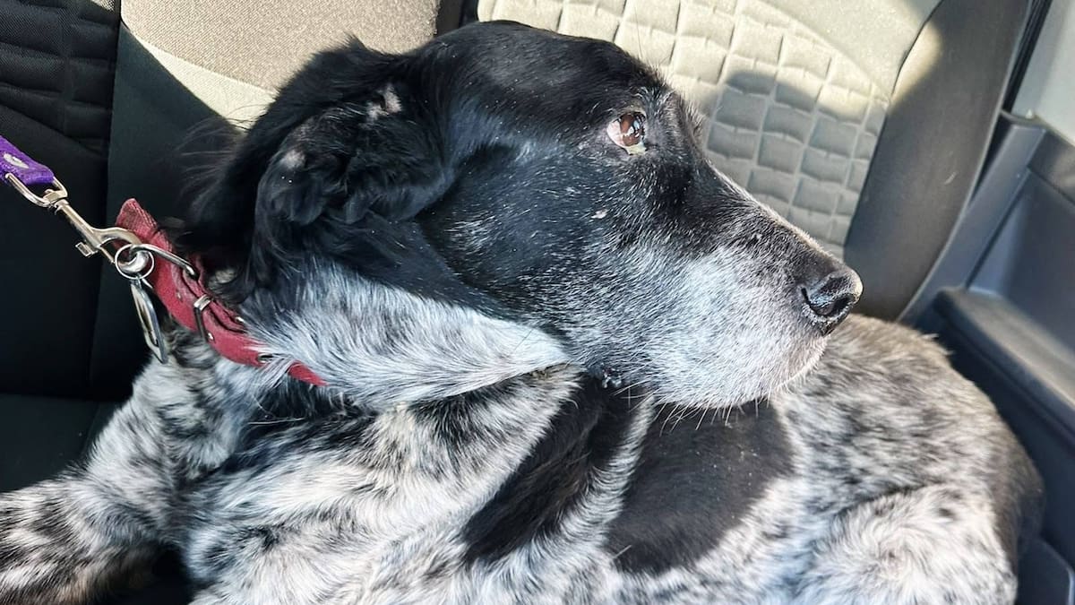 El perro que recorrió 1.140 kilómetros para volver a casa: la emocionante historia de Gastón y el reencuentro con su familia
