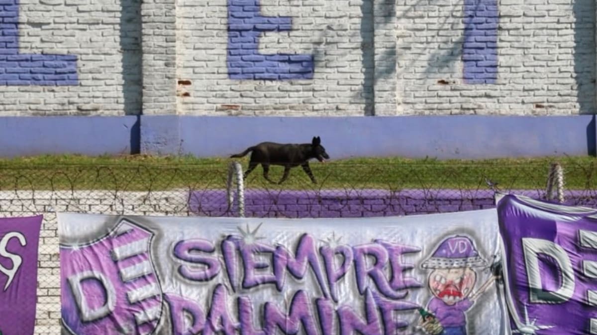 Gastón, el perro que no se pierde un partido de Villa Dálmine: se hizo viral por su amor al club del barrio