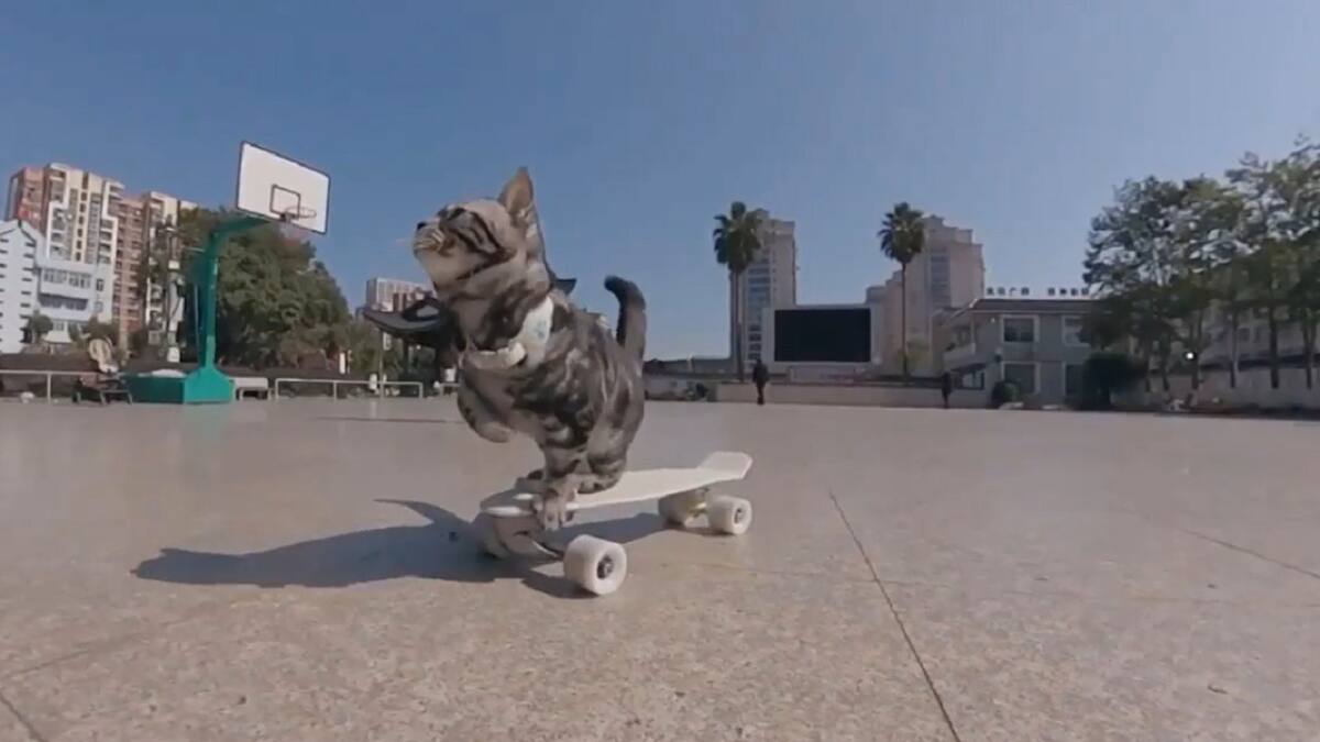 Gatito en patineta. Foto: captura Viory.