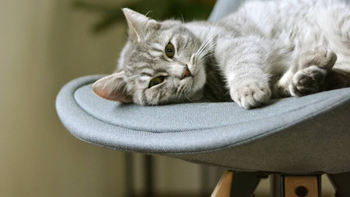 Qué significa que un gato se siente en tu lugar.