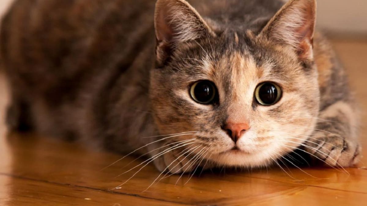 Gato