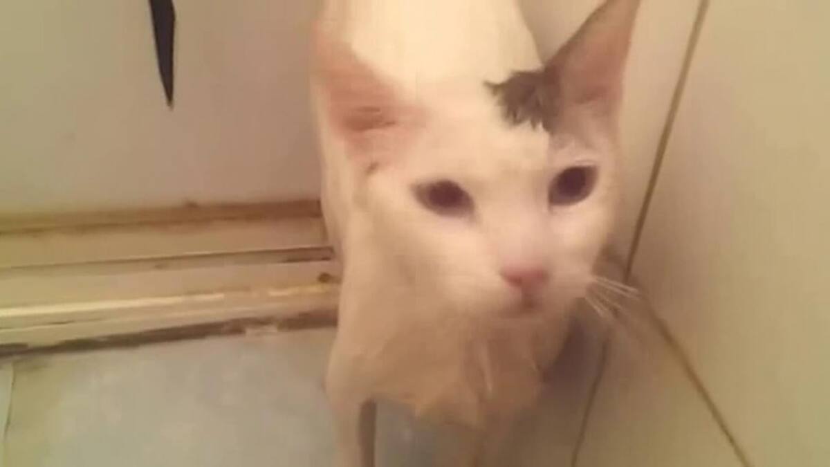 Gato